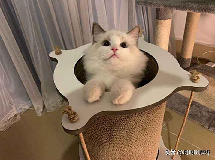 新手养猫第1天不让摸怎么办,新手养猫怎么让猫不出家门