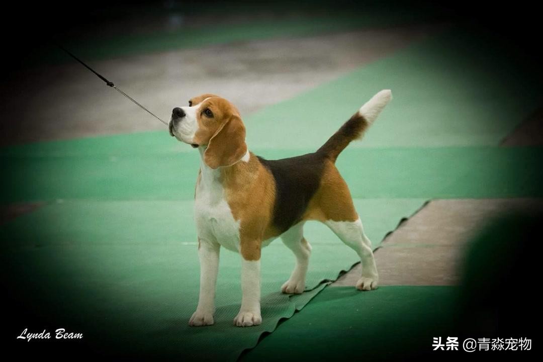 狗狗吃撑了呕吐拉稀怎么办,狗狗感冒了呕吐喂什么药好