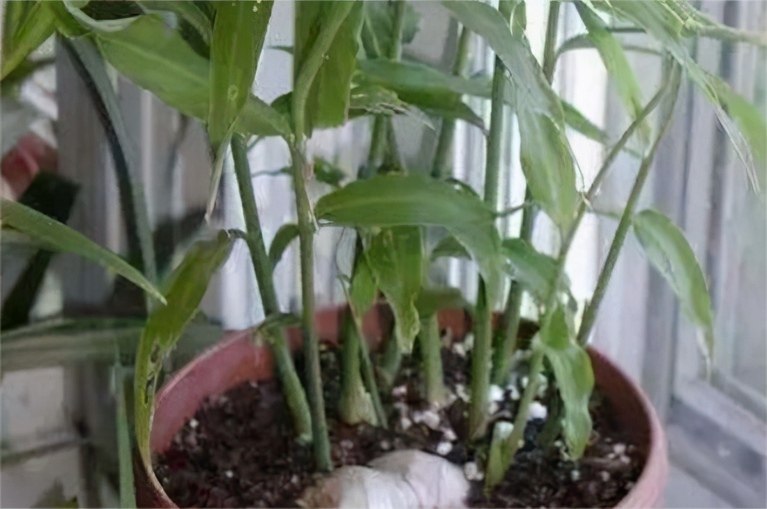 无土栽培生姜盆景,花盆生姜种植技术大全