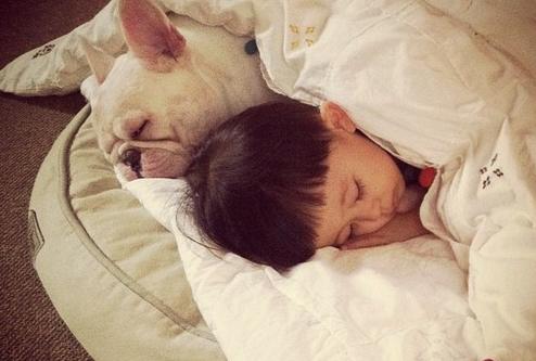 养法国斗牛犬脏吗,养英国斗牛犬的缺点