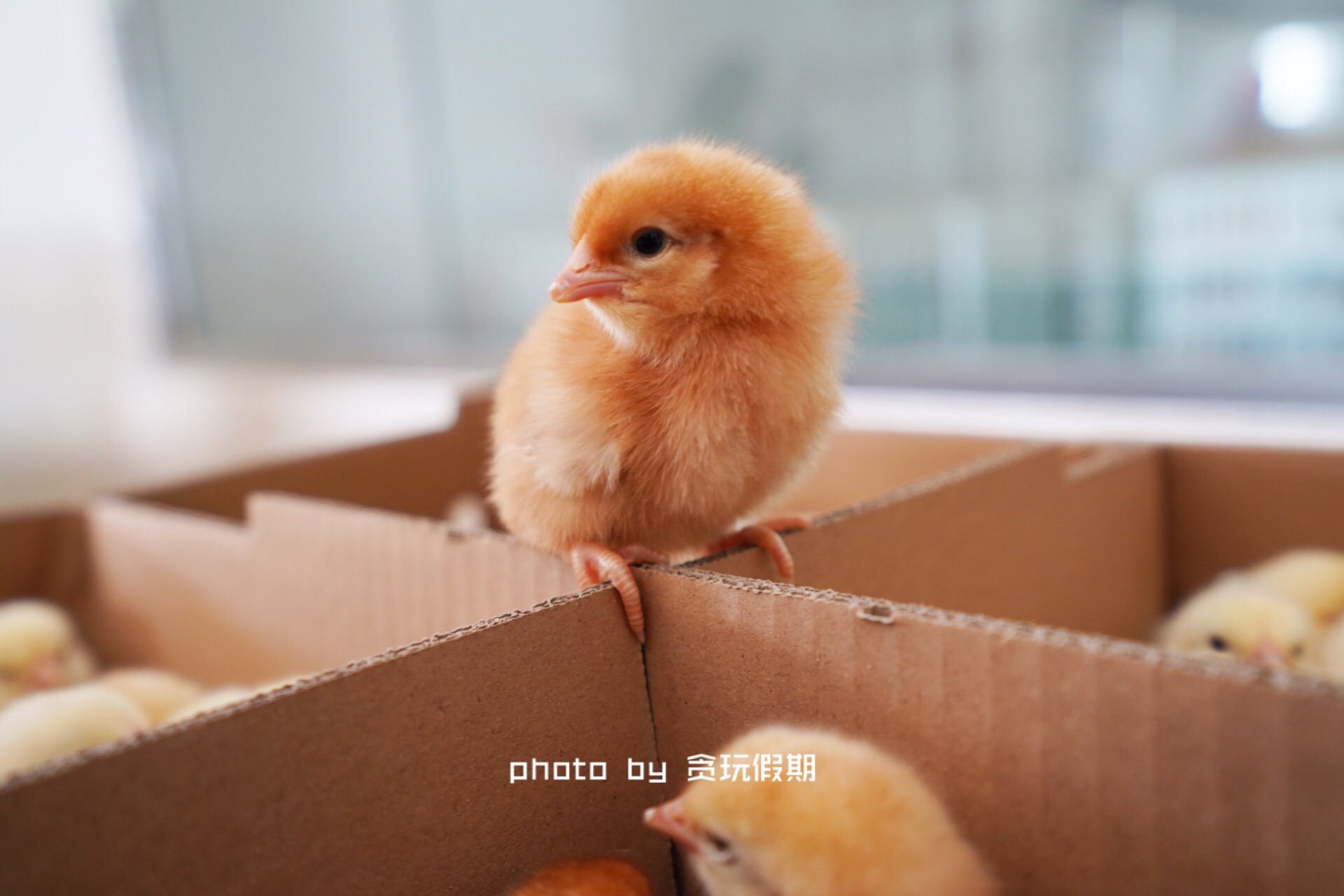 周末去河北攻略,周末到河北看海