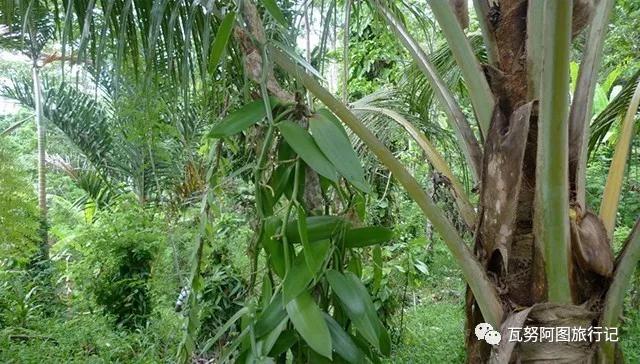 瓦努阿图森林物资,瓦努阿图有没人的原始森林么