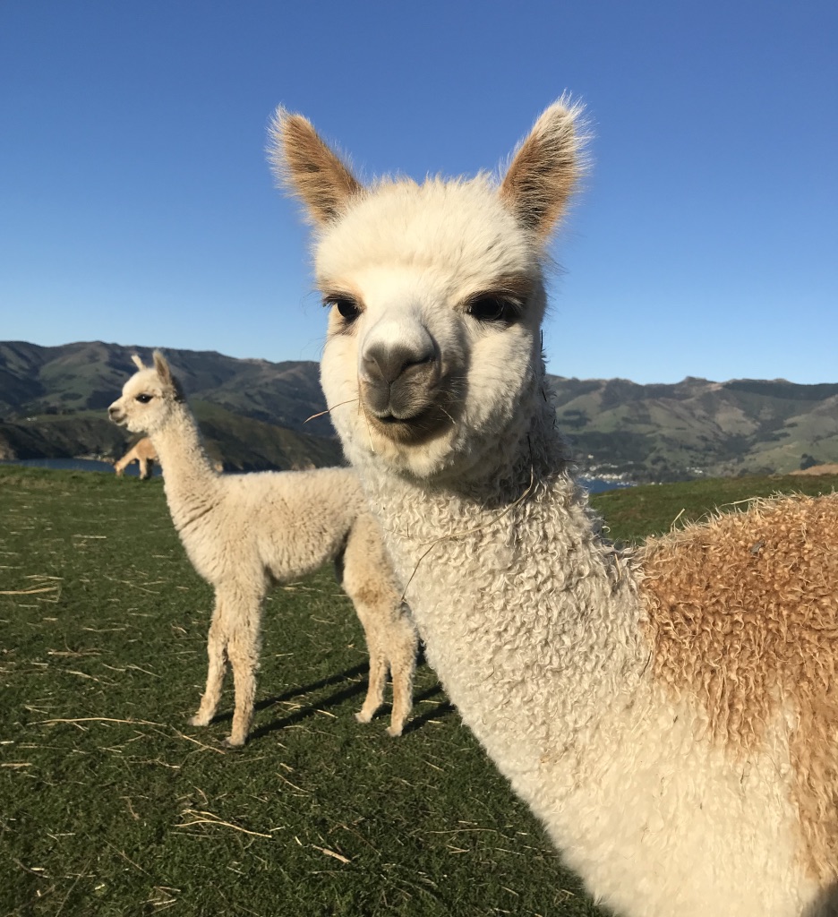 鍛嗚悓棰勮,鍛嗚悓缇婇┘鐢熸皵