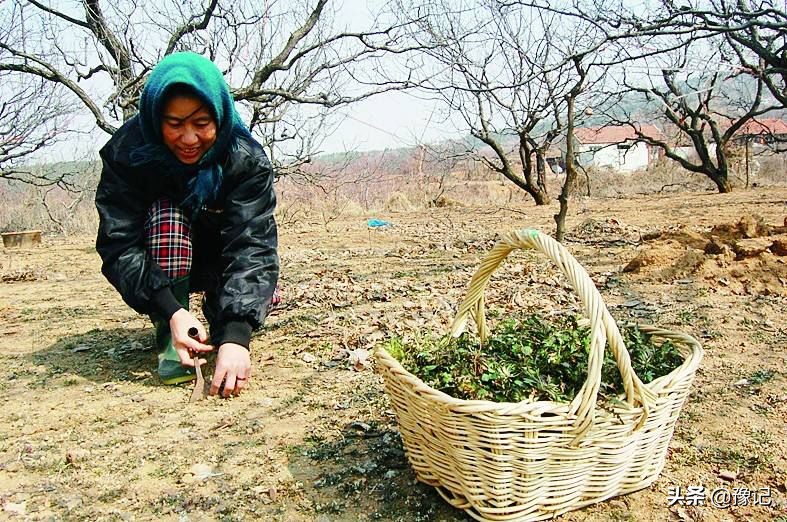 舞钢懒豆腐,舞钢懒豆