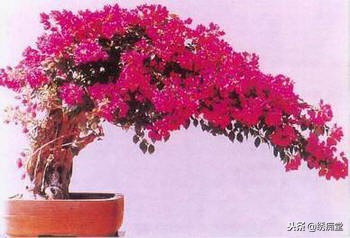 丛林式盆景欣赏,盆景欣赏及制作