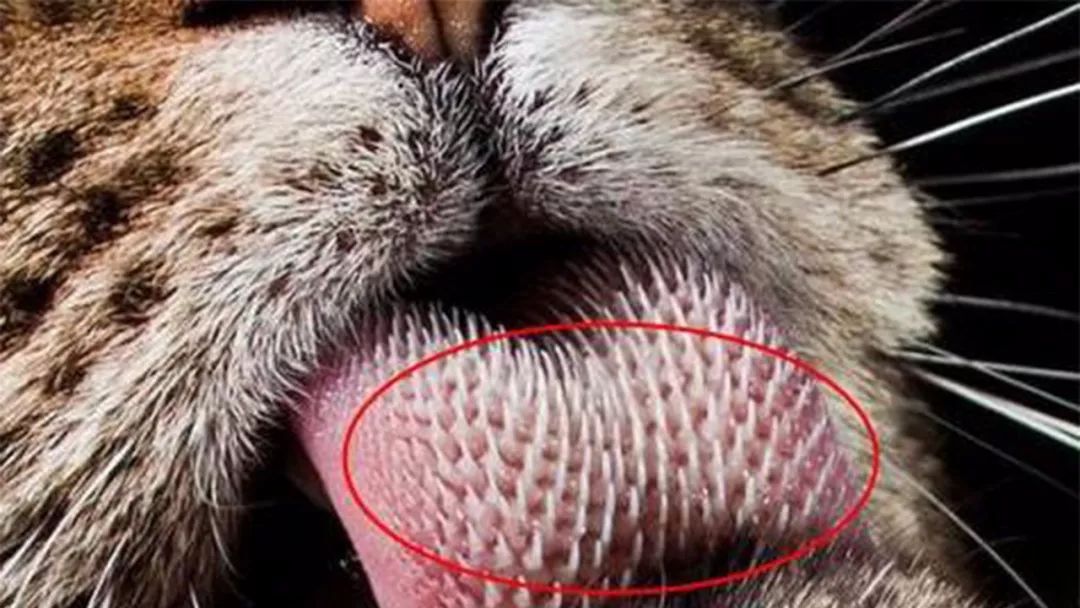 雄性猫为什么要长倒刺，在繁衍时刮伤雌性？这倒刺可不简单