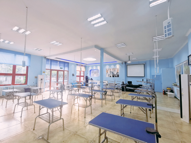 成都宠物美容培训学校,哪里有正规的宠物美容培训学校