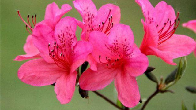 杜鹃花太干了,杜鹃花有点蔫