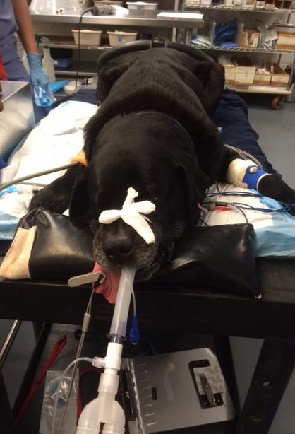 狗食管反流是怎么回事,狗狗胃食管反流症状