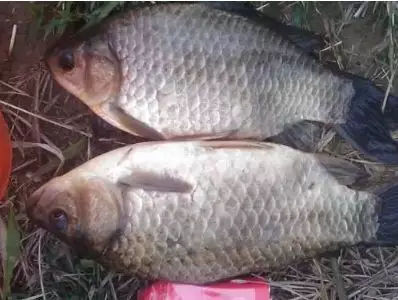 冬天筏竿串钩钓鲫鱼技术,冬天钓大板鲫用手竿好还是串钩好