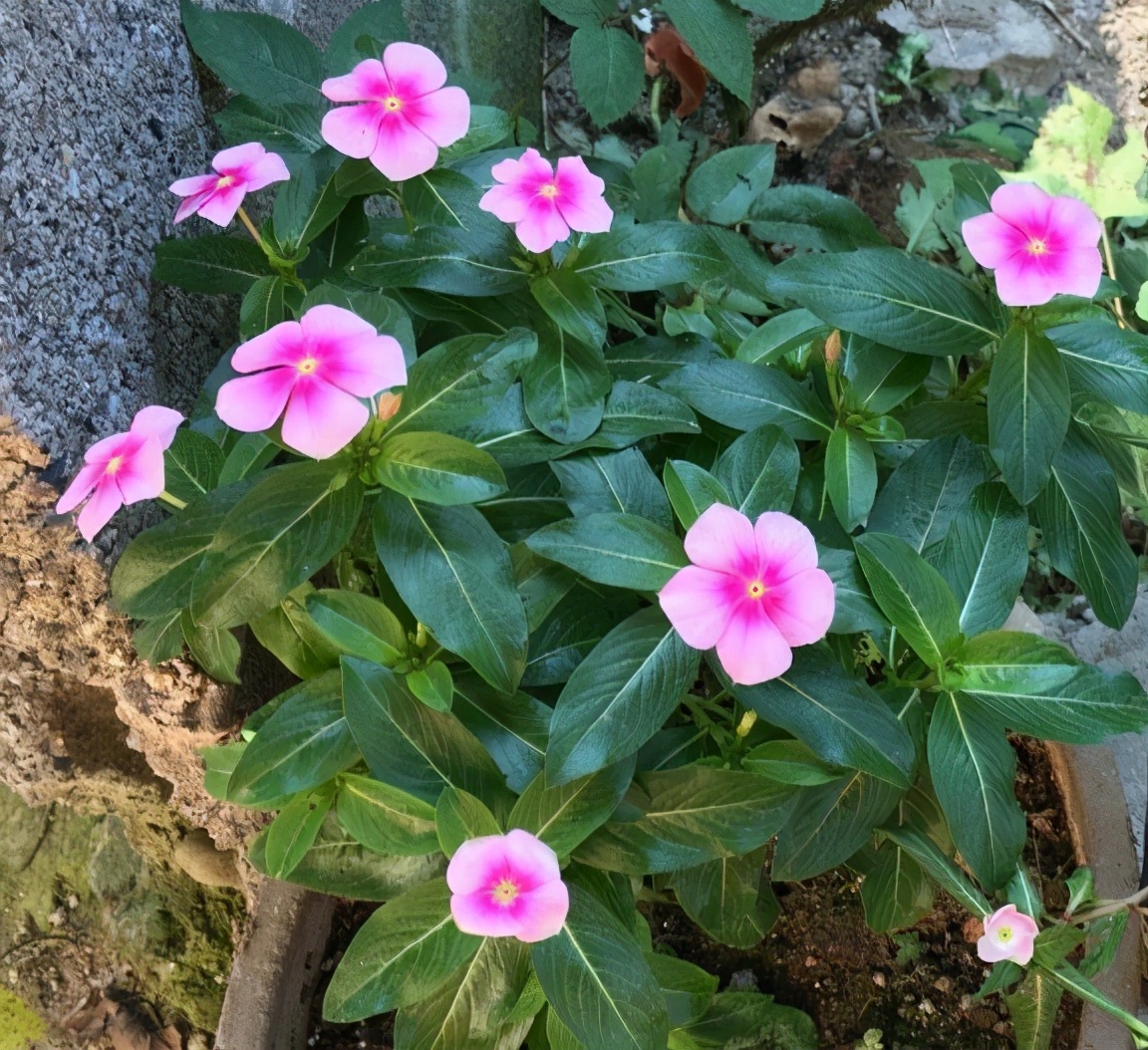 养长春花注意几点细节全年开花,长春花花期需要施肥吗施什么肥好