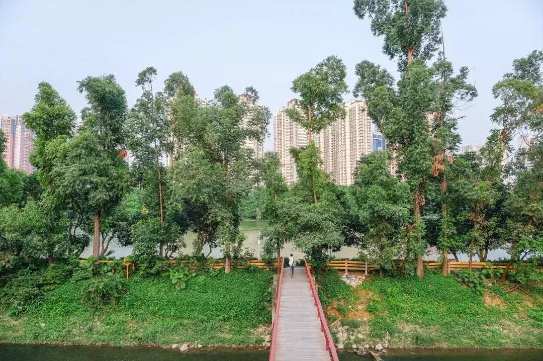 公社笋岗,万象笋岗