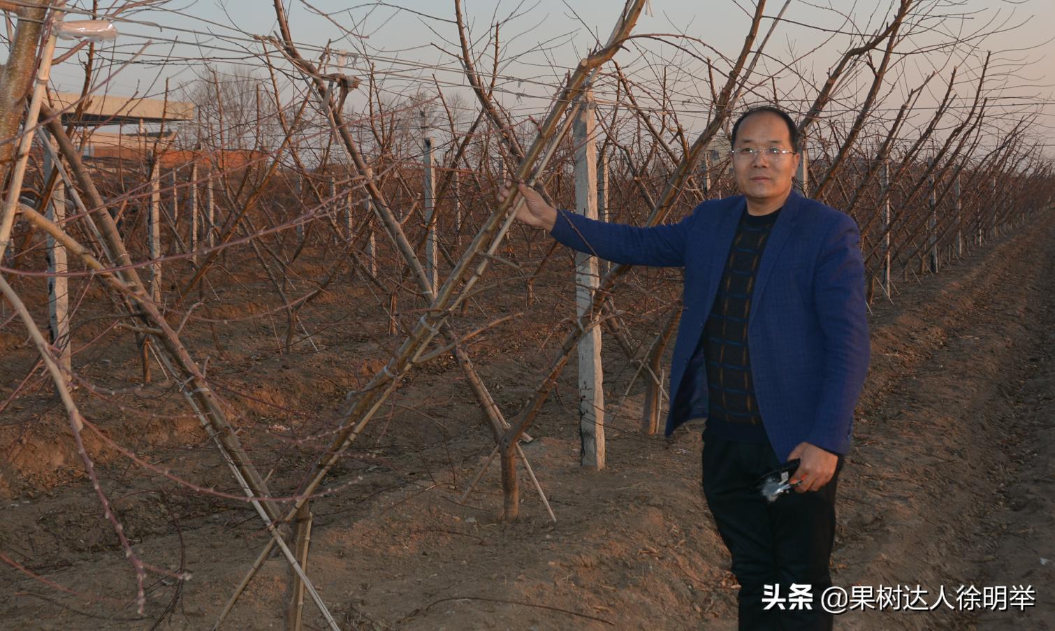 桃树修剪不长高,从没修剪过的老桃树复壮修剪