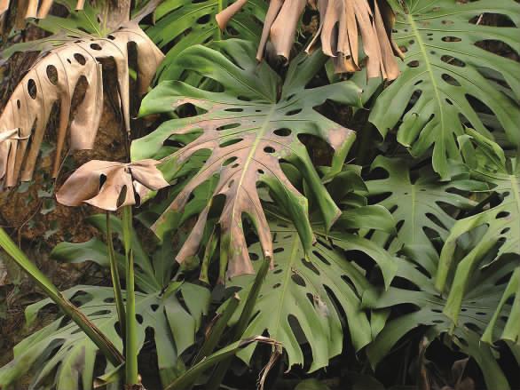 花卉受了冻害怎么挽救,庭院花卉病虫害如何防治