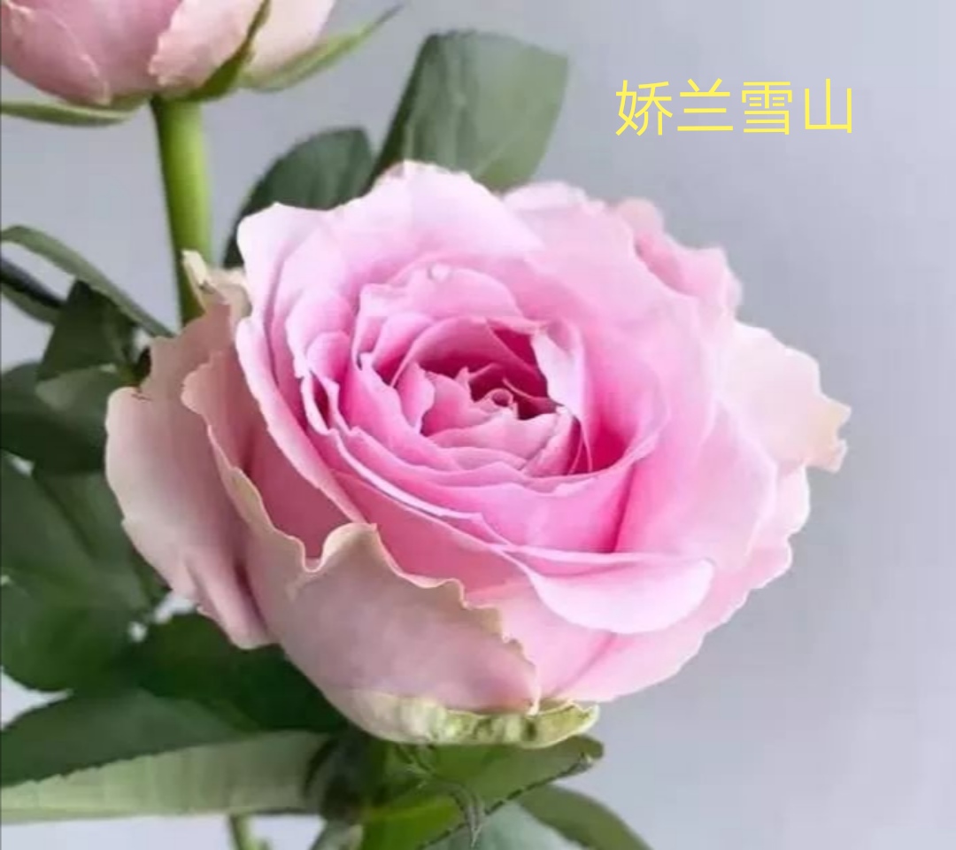 切花火焰月季,适合新手的切花月季