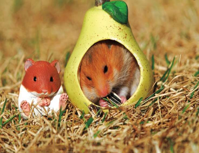 遛仓鼠要注意什么细节问题,仓鼠有必要遛吗为什么