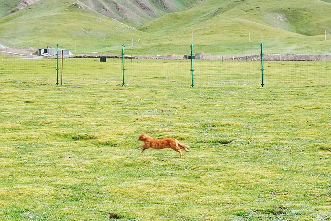 去一趟大西北的旅行,大西北旅行青藏高原