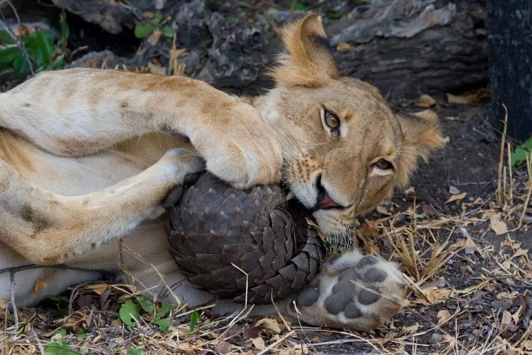 没有买卖就没有伤害的出处,没有买卖就没有伤害动物