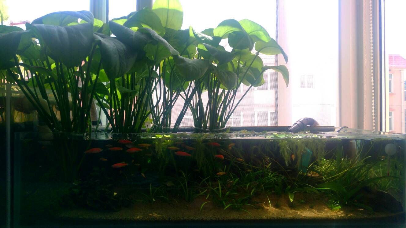 沼泽过滤鱼缸怎么开缸,沼泽缸开缸教程