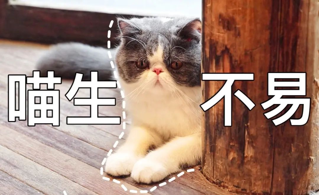 夏天驱蚊对猫有影响吗,夏天喷洒什么药杀死蚊子苍蝇