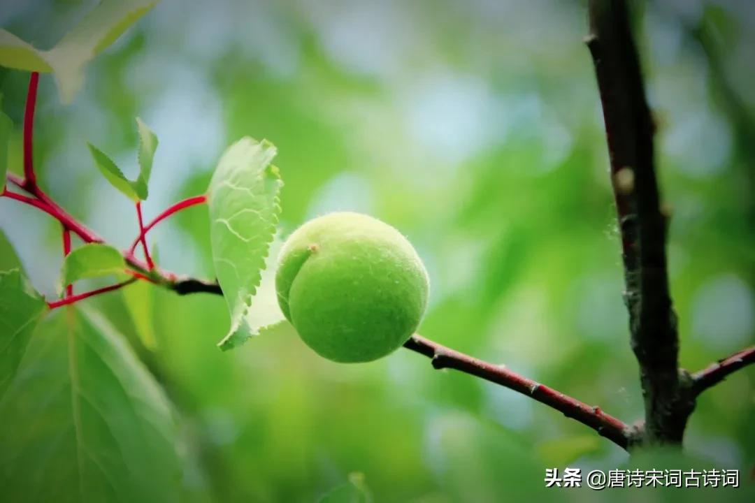 红杏枝头春意闹抒发的情感,红杏枝头春意闹评弹