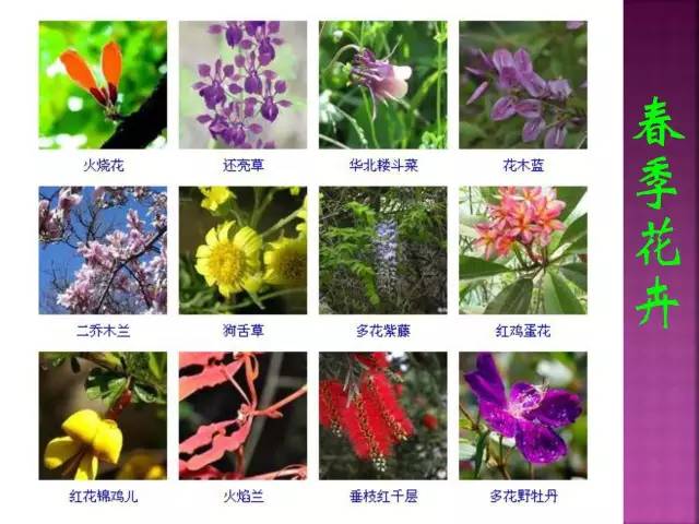 花卉大全500种观叶植物名称,1332种常见花卉植物图谱