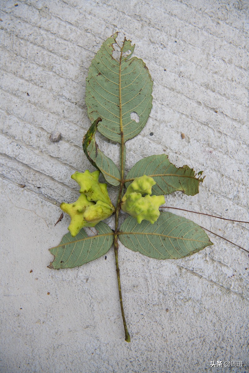 这种果子的果肉酷似一条虫子,野外发现一种奇怪的野果