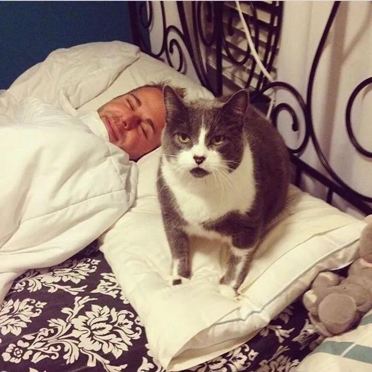 万万没想到猫咪是这样出现的,万万没想到猫