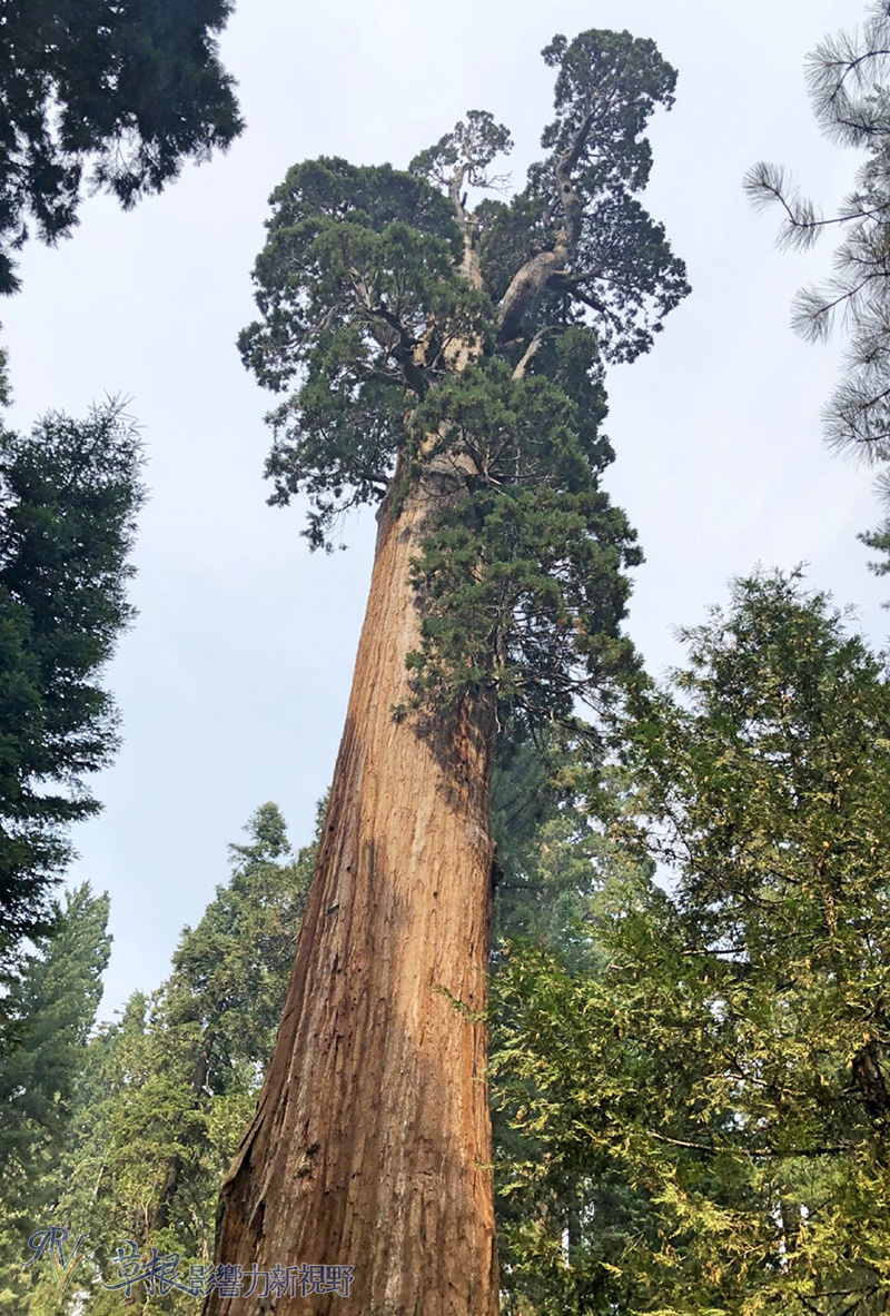 阿尔山森林公园住宿攻略,红杉树酒店住宿