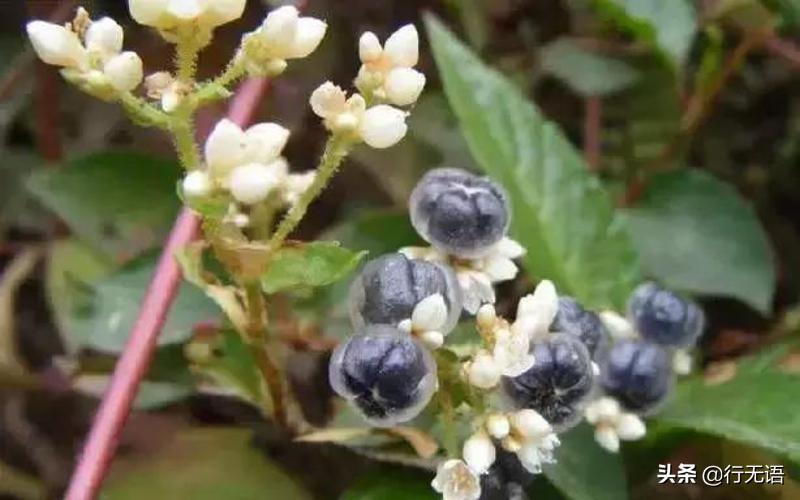有趣的农村生活食物,农村生活农村娃农村美食