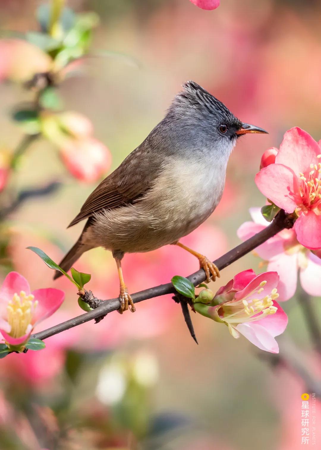 林草领域知识图谱,林草科普专业术语