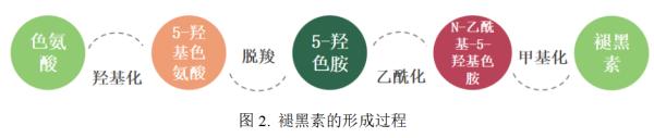 色氨酸转化褪黑素条件,色氨酸与褪黑素的关系
