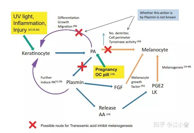 虾青素和传明酸哪个白天用,虾青素和传明酸直播