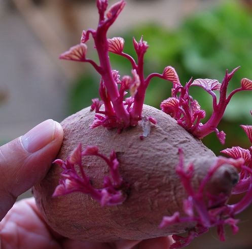 绿萝少了土也能活，来点水养成“窗帘”，放在阳台真养眼！