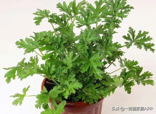 哪一款驱蚊驱鼠驱蟑螂产品好用,黑科技驱蚊驱蟑神器