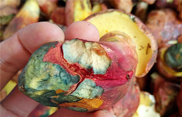 云南人爱吃的见手青,云南野生菌科普见手青