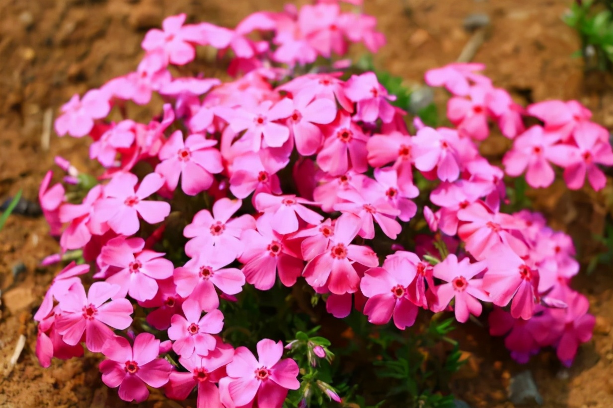 3种花最适合养庭院,适合北方庭院的耐寒常绿草坪