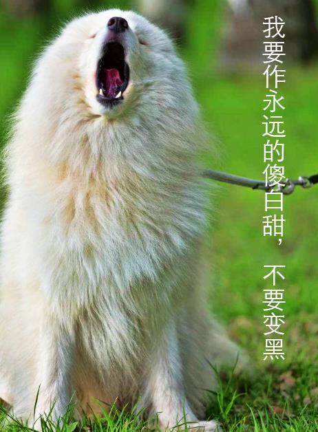 狗到底能不能吃奥利奥,狗到底能不能吃剩饭