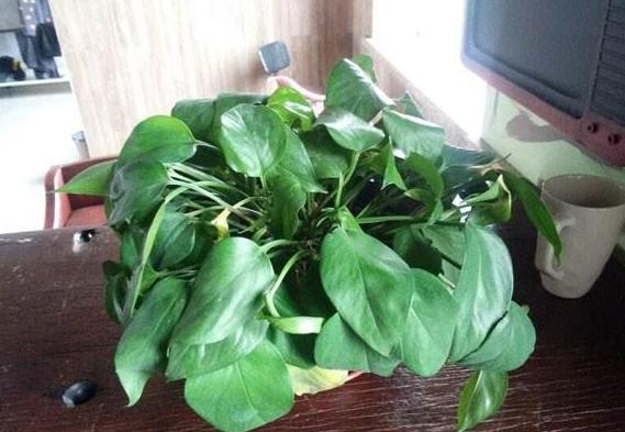 水培绿萝烂根叶子变黄怎么拯救,水培绿萝烂根黄叶家庭小妙招