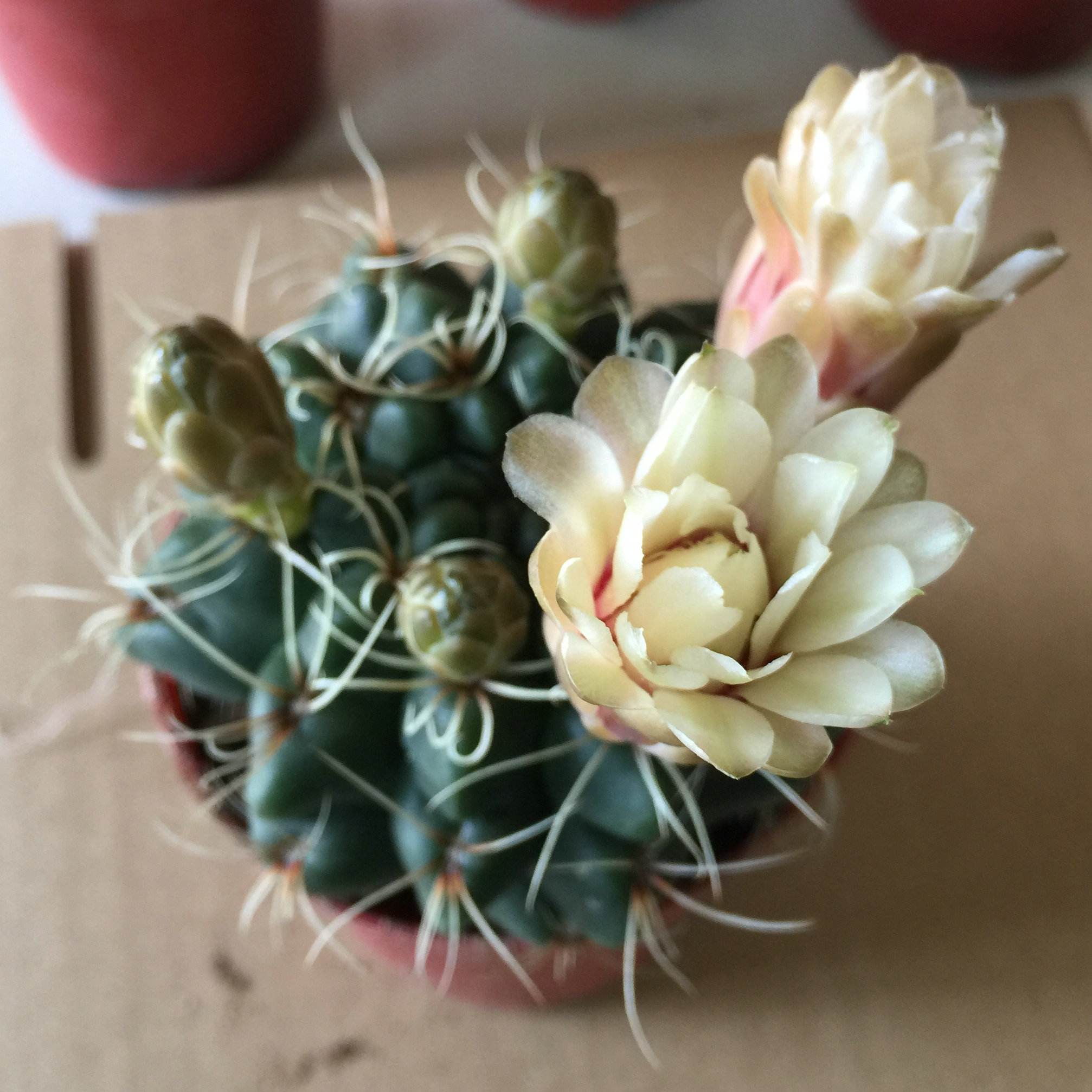 101仙人球,101个仙人球品种