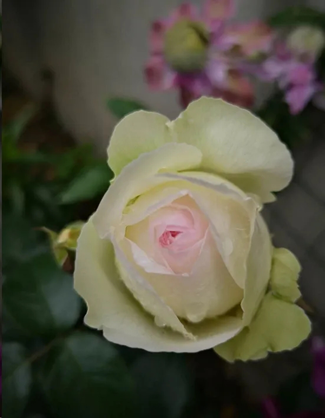 棒棒糖月季现在需要剪枝吗,种植棒棒糖