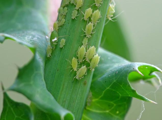 杀虫最好的养花神器,养花必备的杀虫药