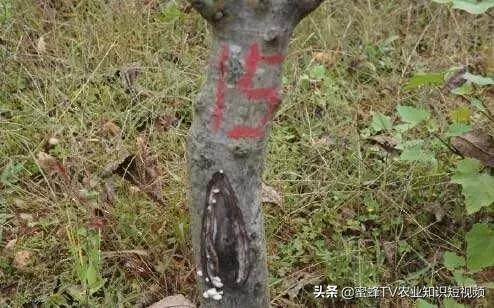 桃树流胶病症防治,桃树流胶病咋治