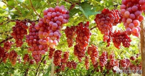 中国水果之乡,宾川水果之乡