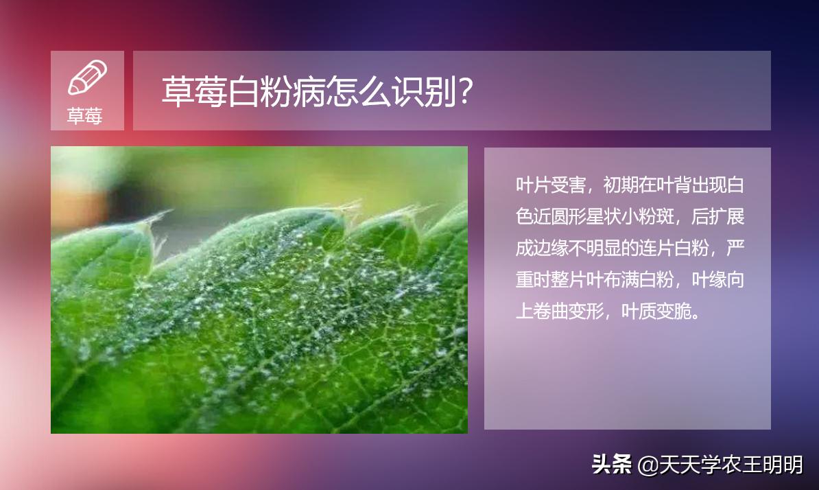 草莓长白毛是白粉病吗,草莓叶片上出现粉色白斑防治方法