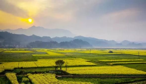 春暖花开的季节我和你如期相约,醉美开化油菜花