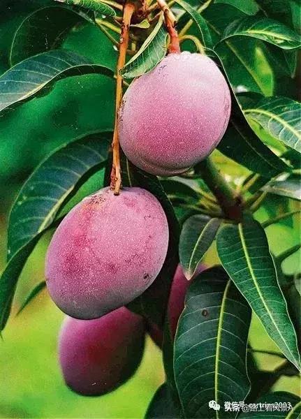 「行游天下」旅讯（2018第43期）送上一支攀枝花，带着阳光和甜蜜