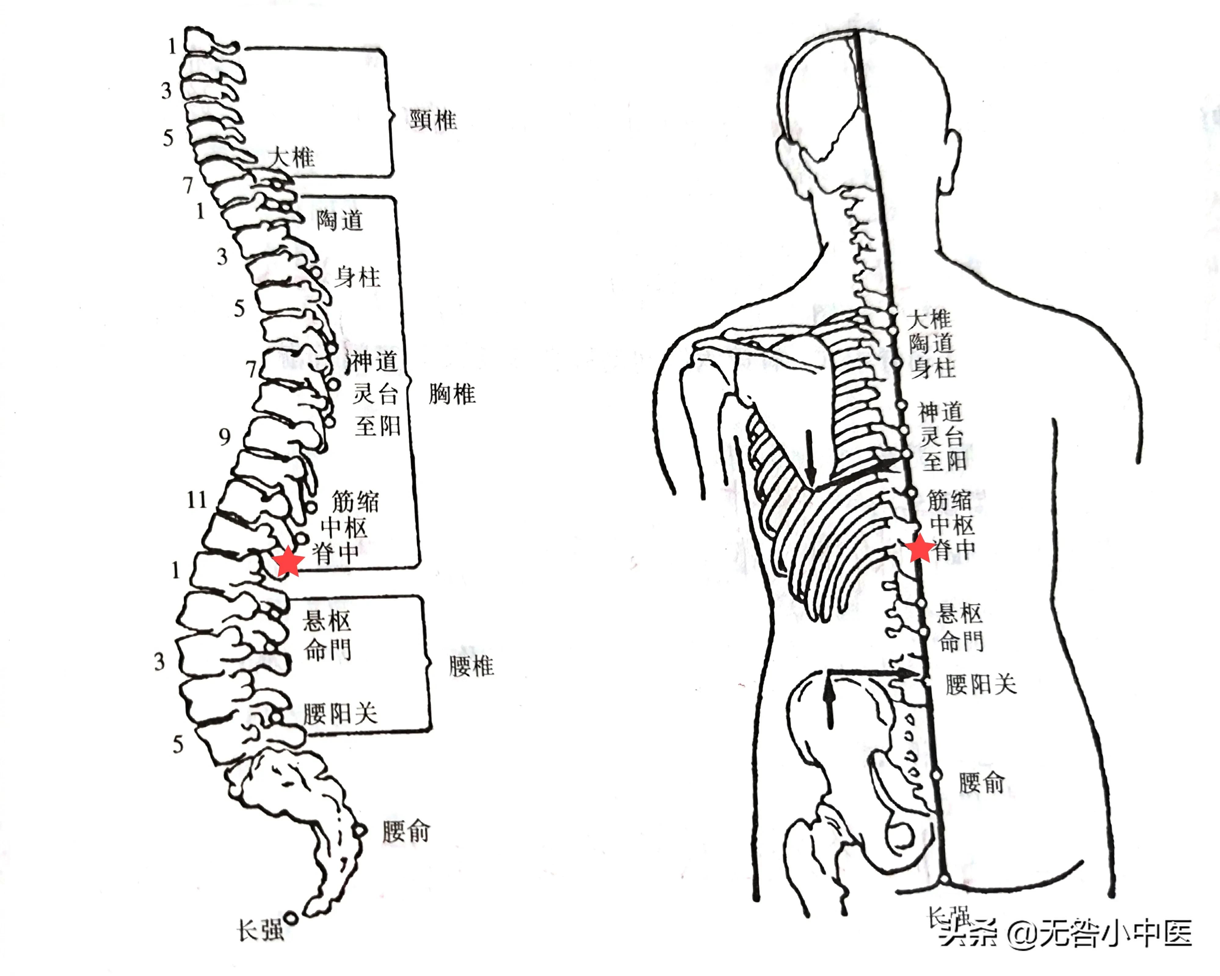 「针灸」7.脊中（督脉）