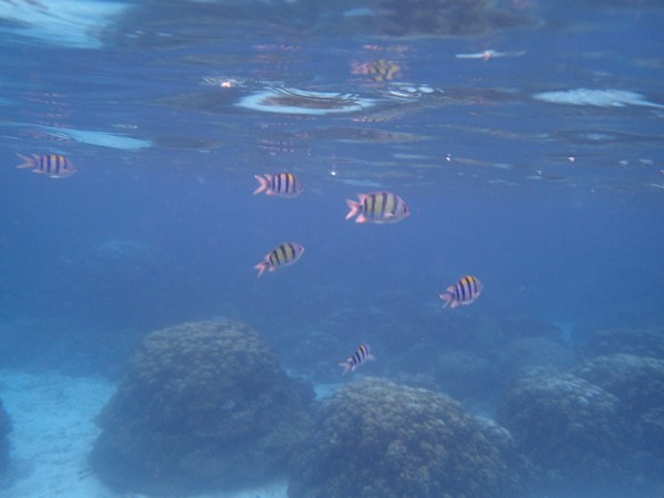 泰国自由行攻略斯米兰群岛,泰国自由行清迈苏梅岛普吉岛