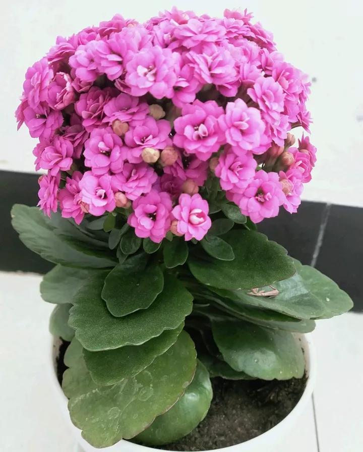 长寿花，寓意好、开花漂亮，花期长，品种多达300个